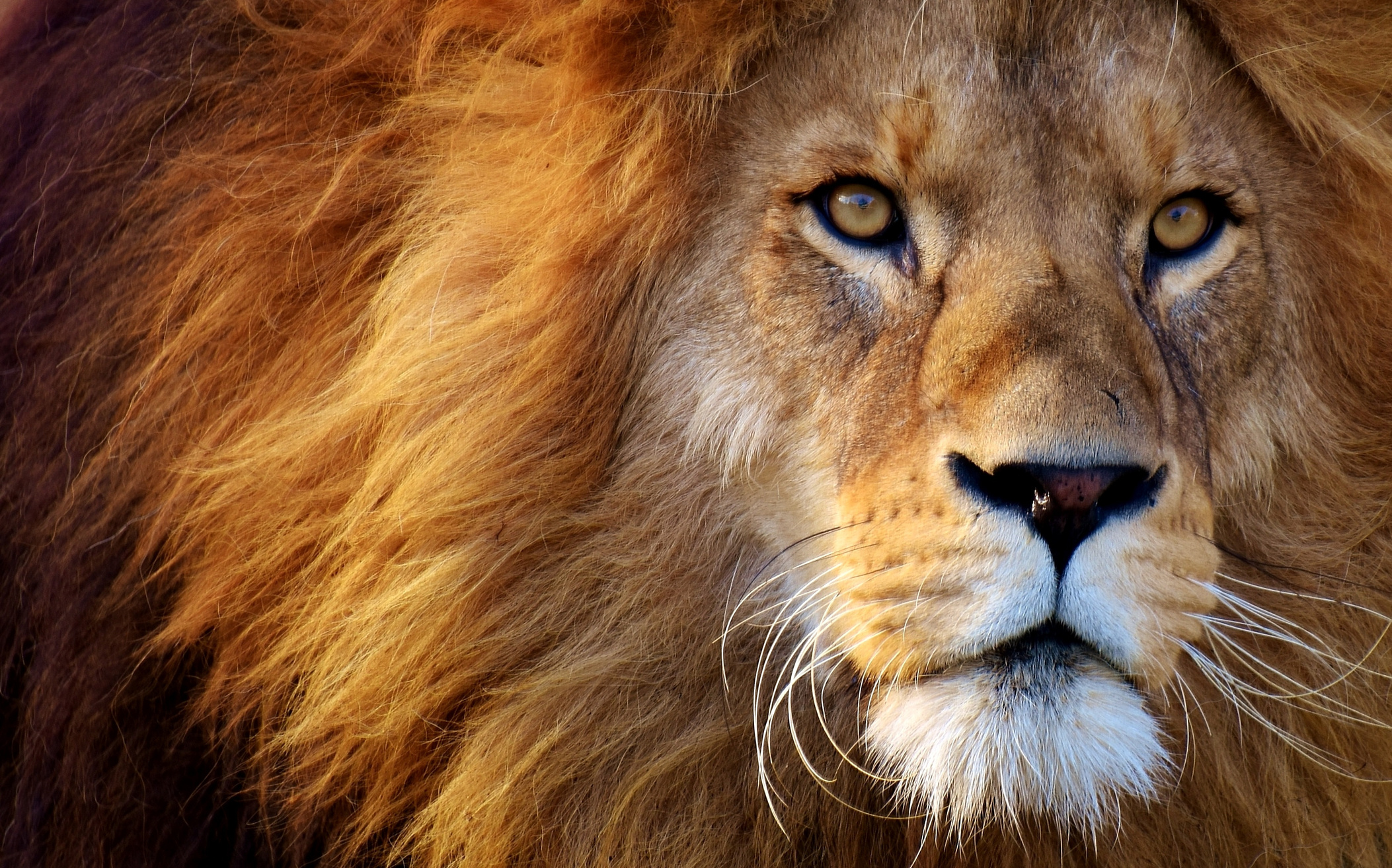 Portrait of a Lion