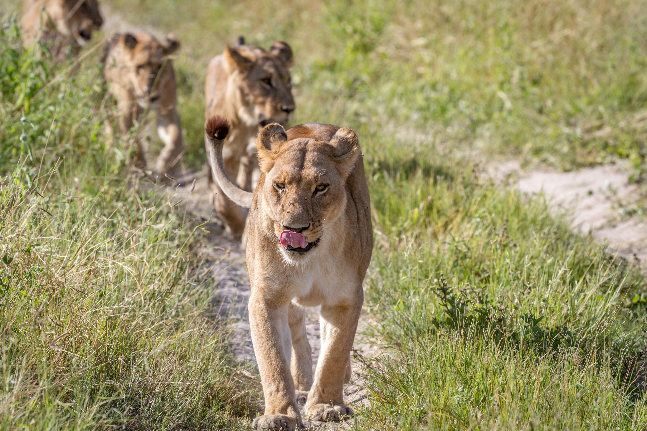 Lions Walking at the Savanna Field