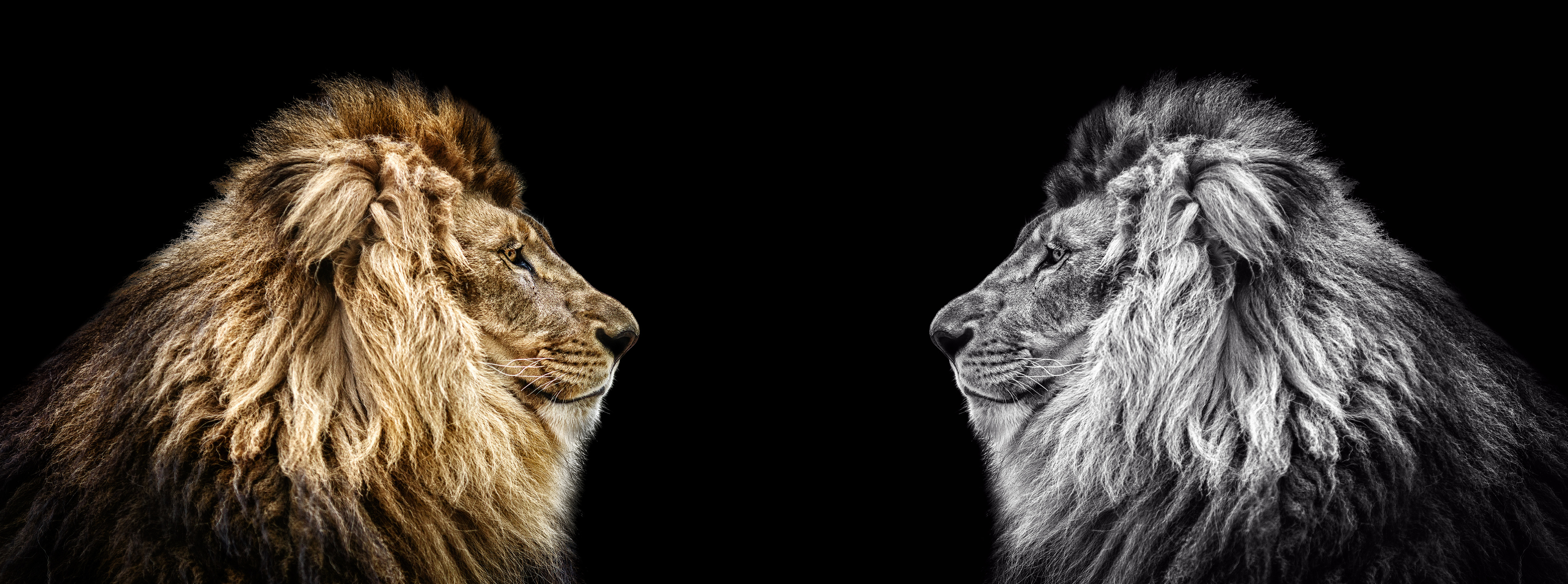 Portrait of a Beautiful lion, Cat in profile, lion in dark