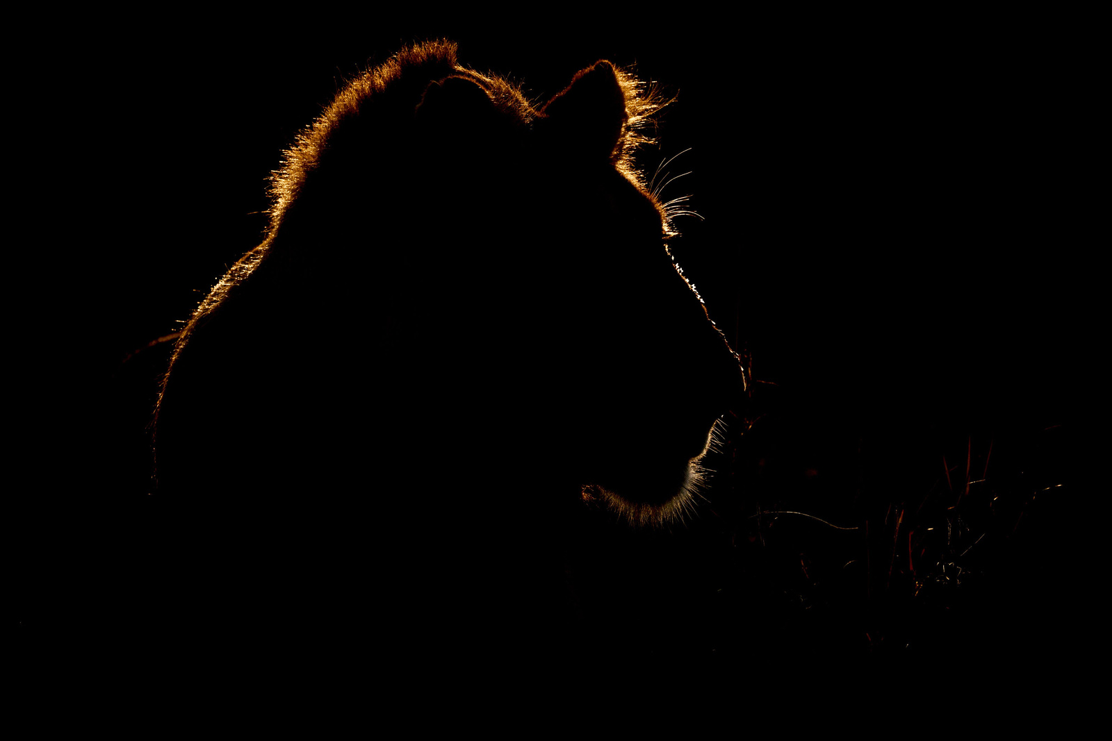 Lion shadow at night 