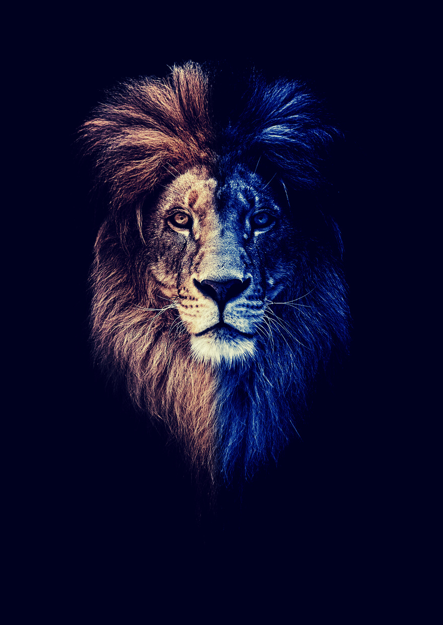 Portrait of a Beautiful lion, lion in dark